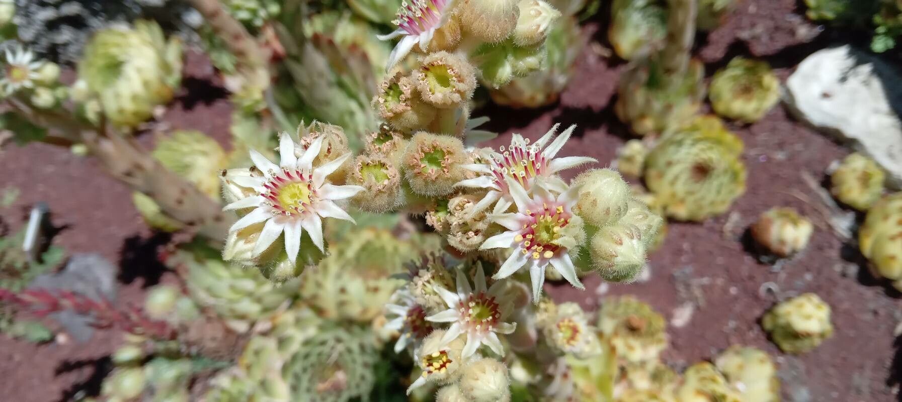Sempervivum calcareum flower
