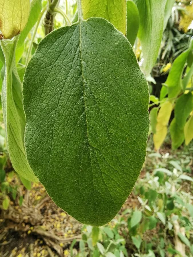Phlomis grandiflora leaf