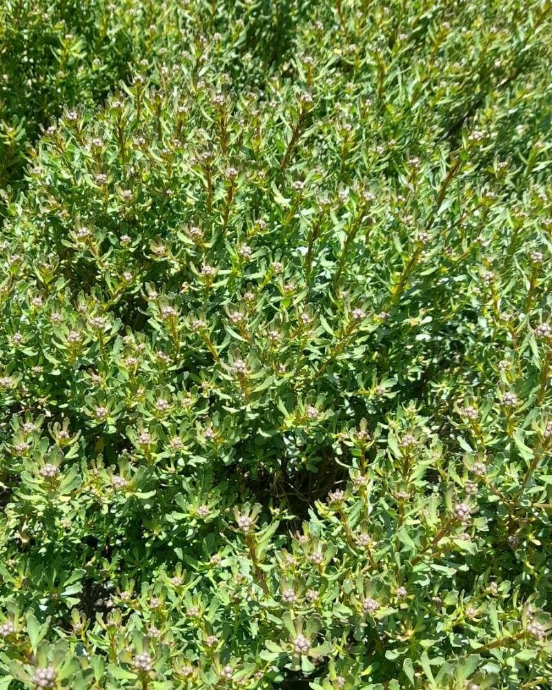 Baccharis poeppigiana habit
