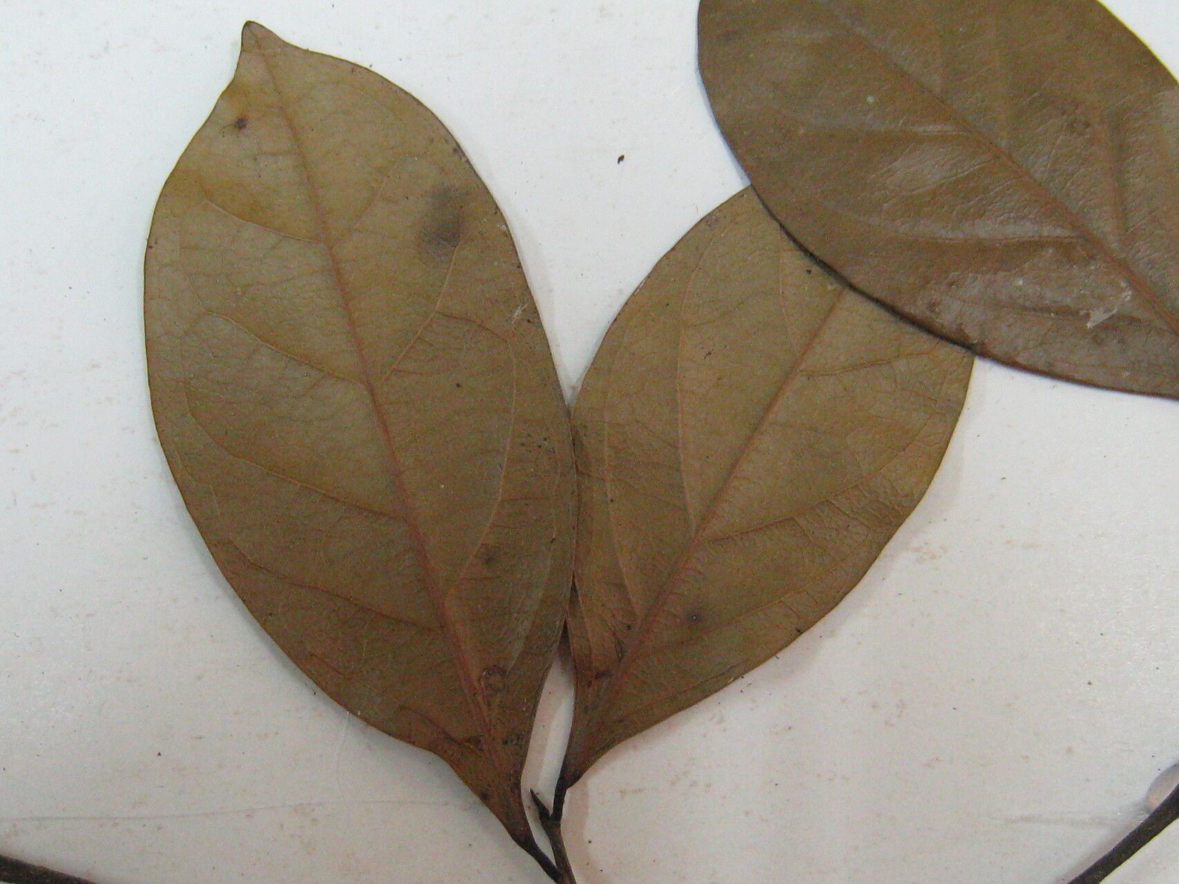 Licaria vernicosa other