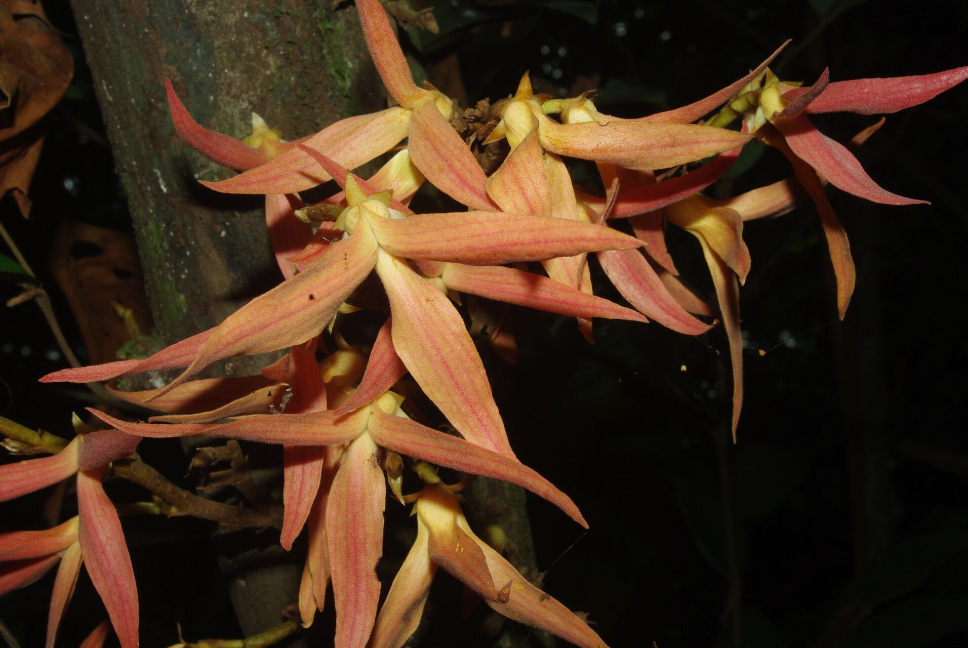 Piptostigma multinervium flower