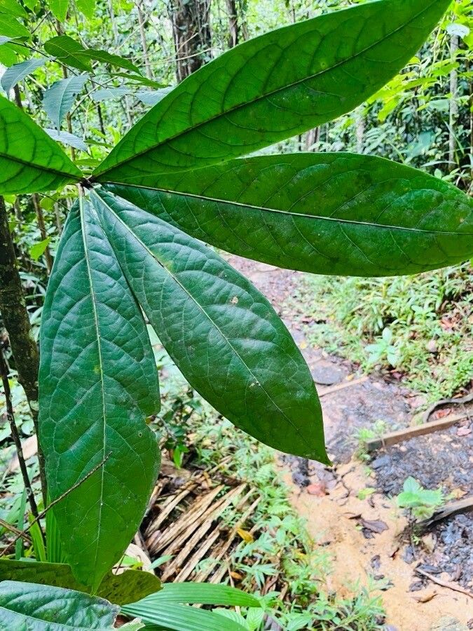 Aniba bracteata — related species from the same genus