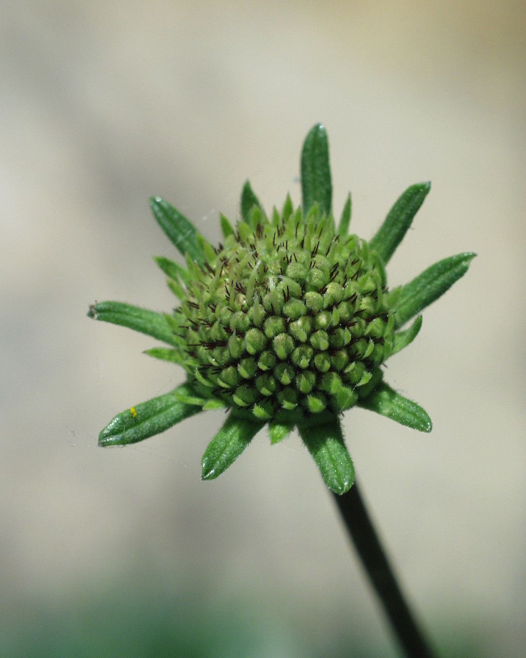 Sixalix farinosa fruit