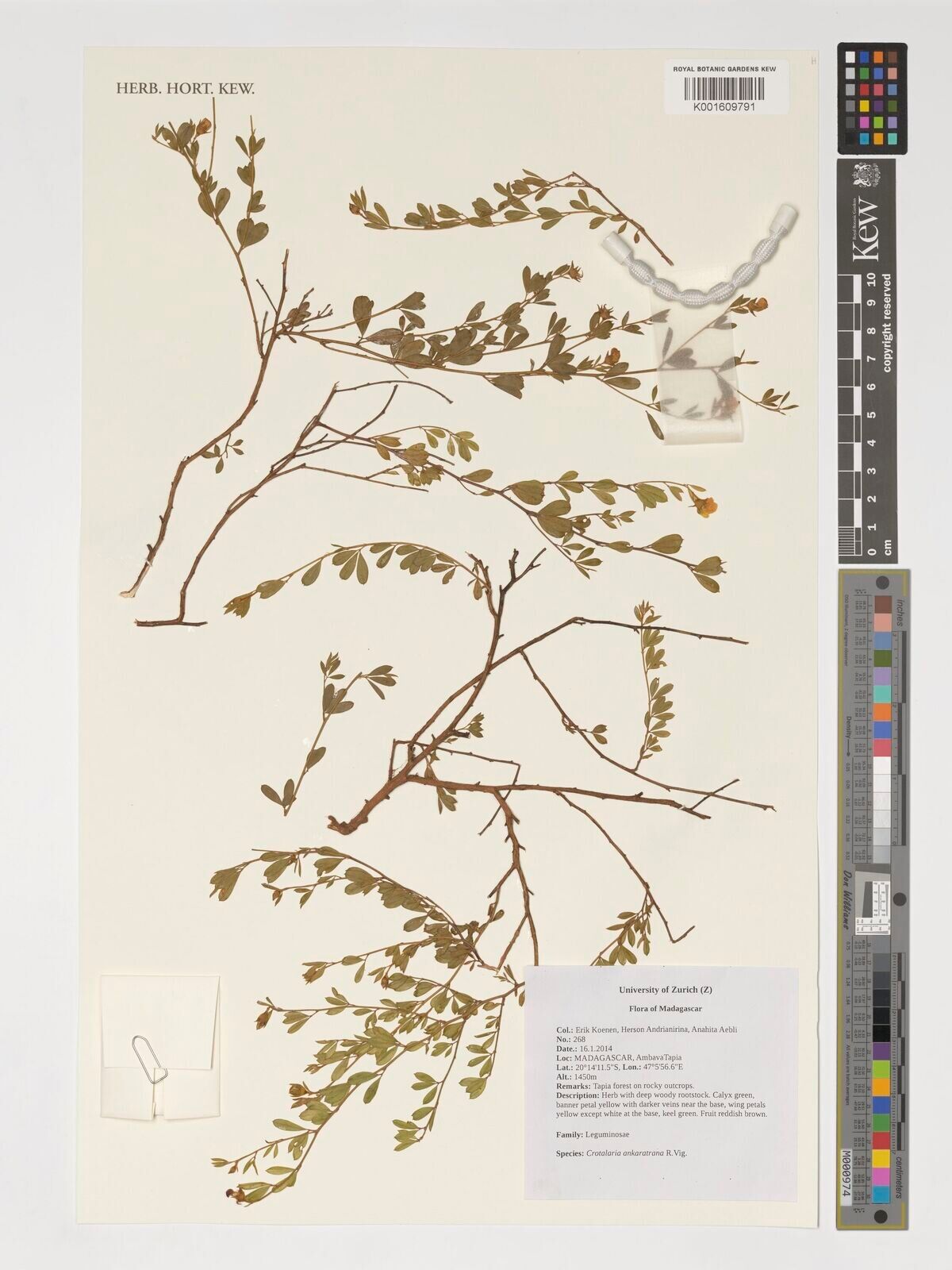 Crotalaria ankaratrana — houseplant care guide