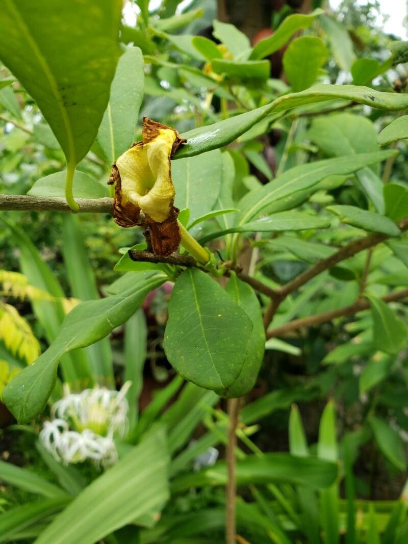 Brunfelsia americana leaf