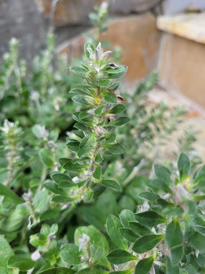 Evolvulus glomeratus leaf