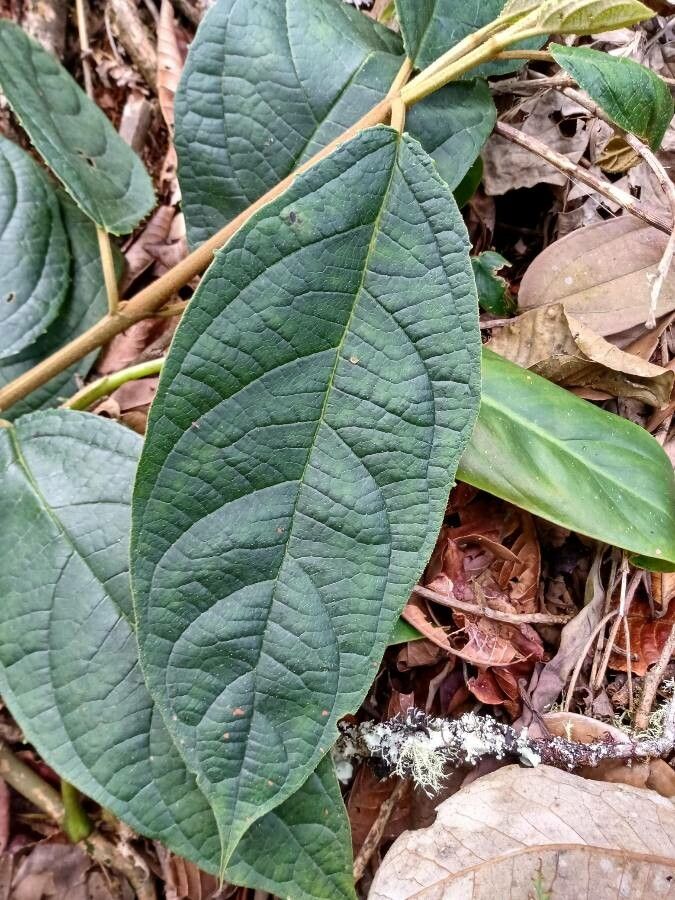 Viburnum anabaptista