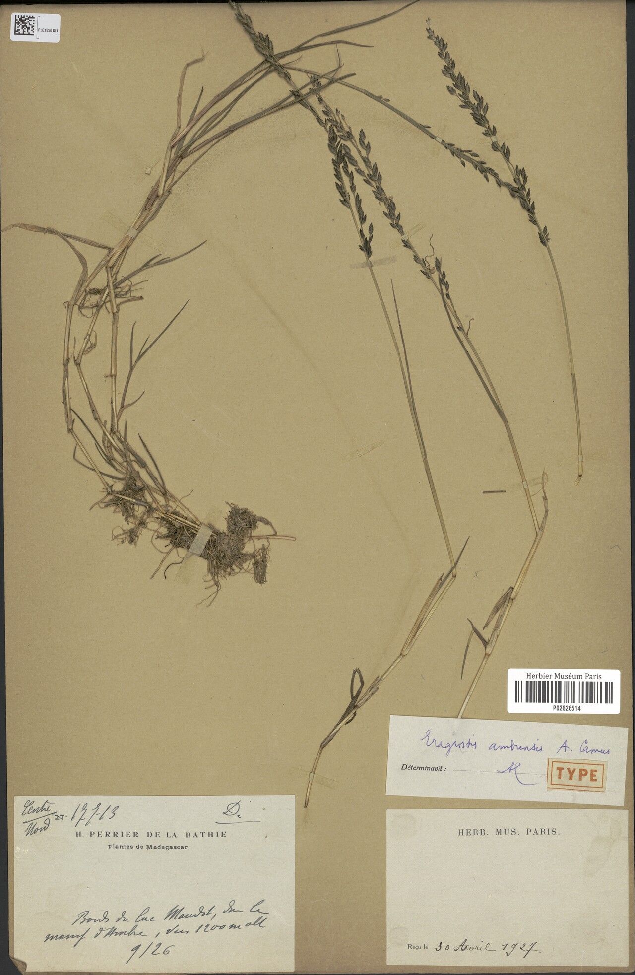 Eragrostis ambrensis — search result for 'Eragrostis'