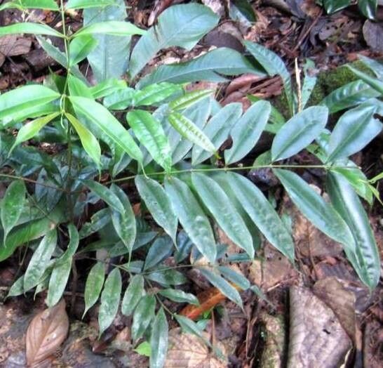 Myrcia fenestrata habit