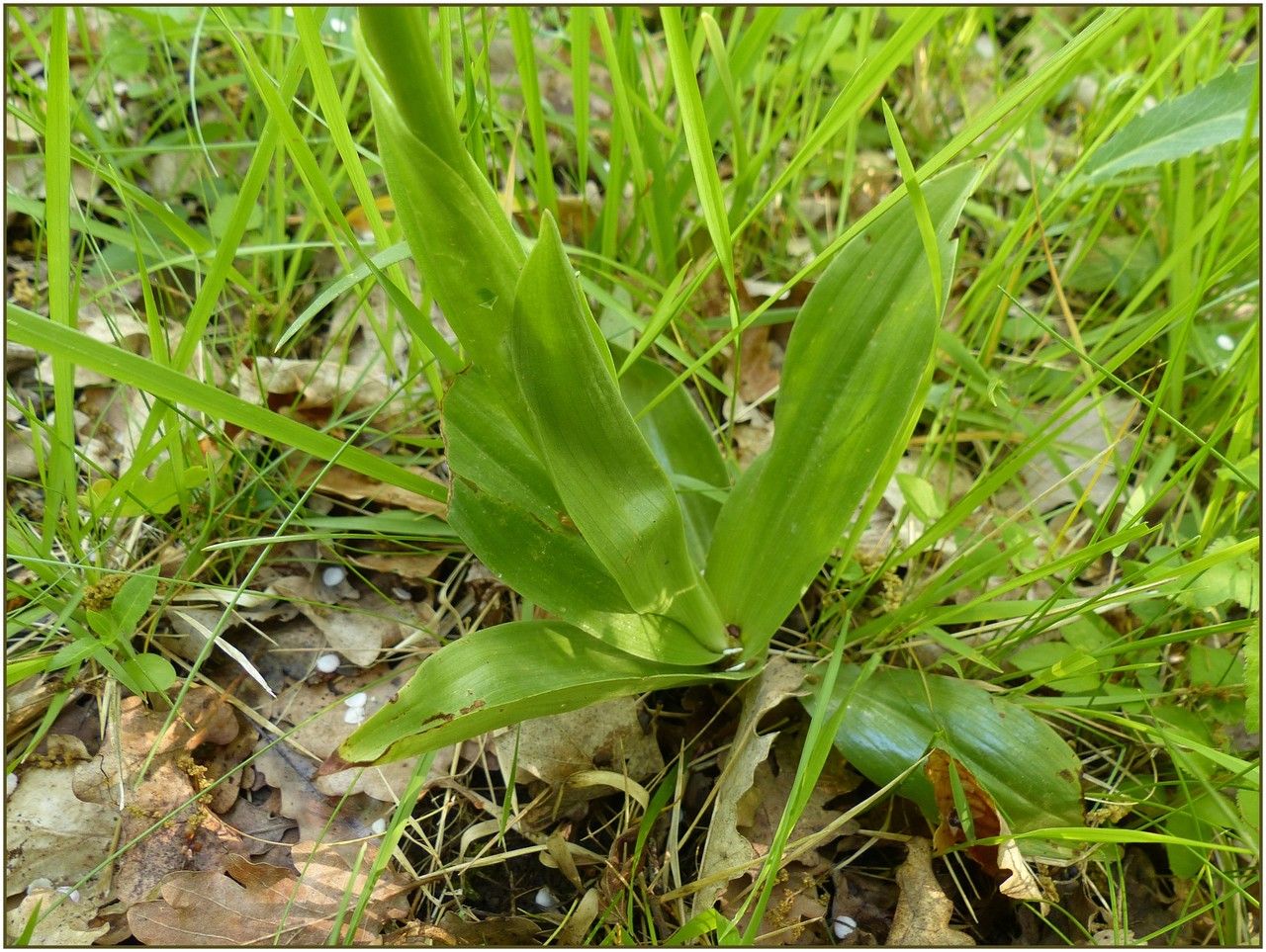 Orchis x angusticruris — houseplant care guide