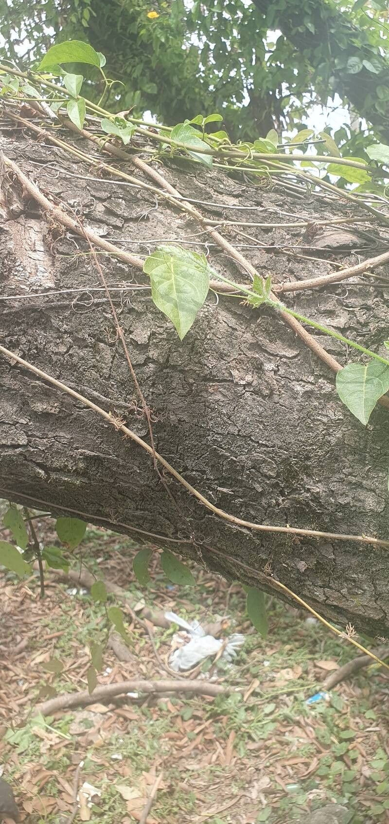 Aniba puchury-minor bark