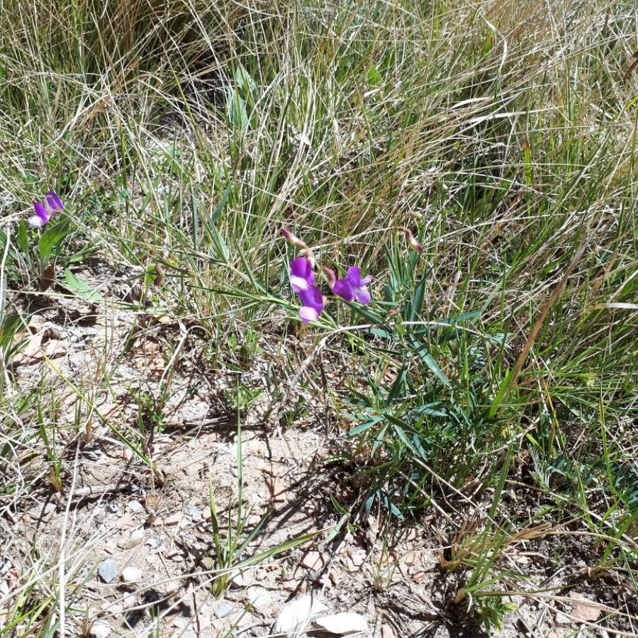 Lathyrus filiformis flower