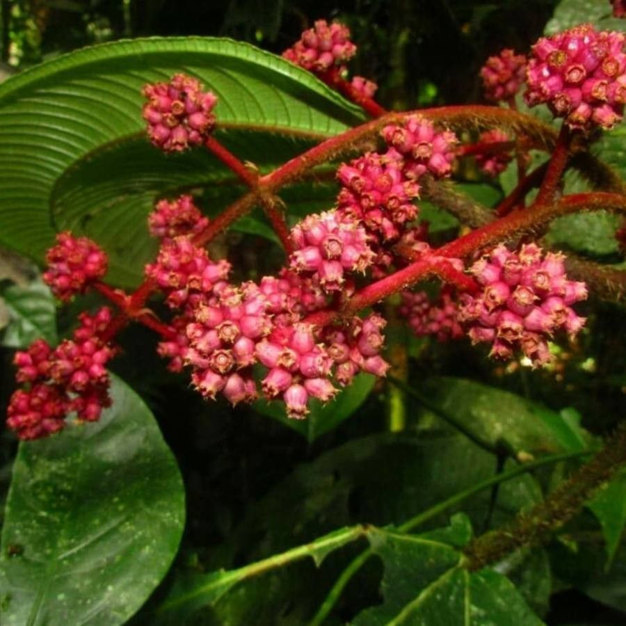 Miconia paleacea flower