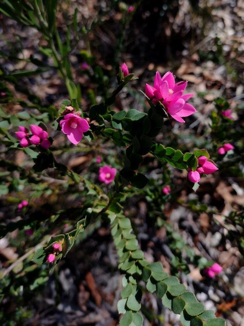 Boronia serrulata habit