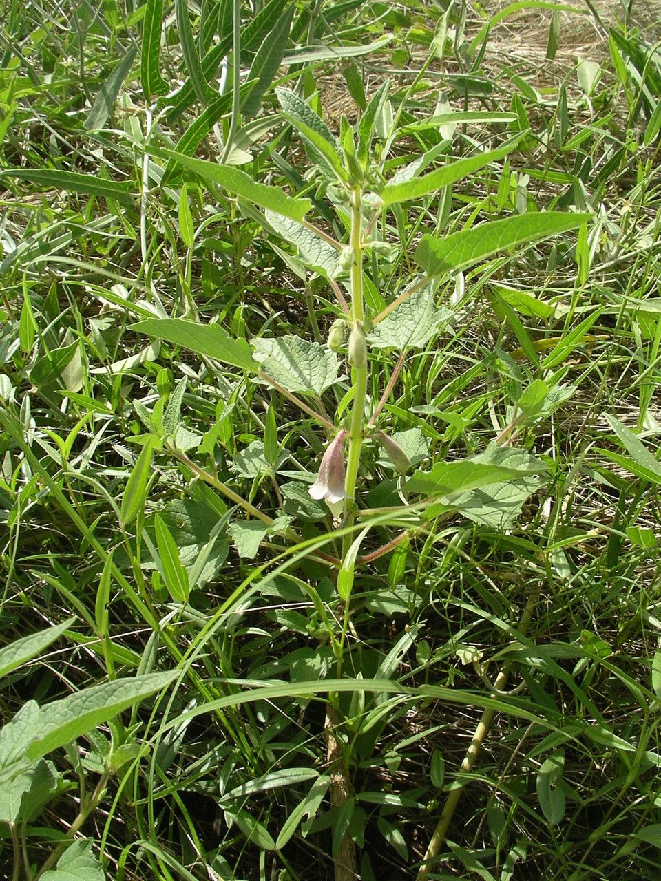 Sesamum sesamoides habit