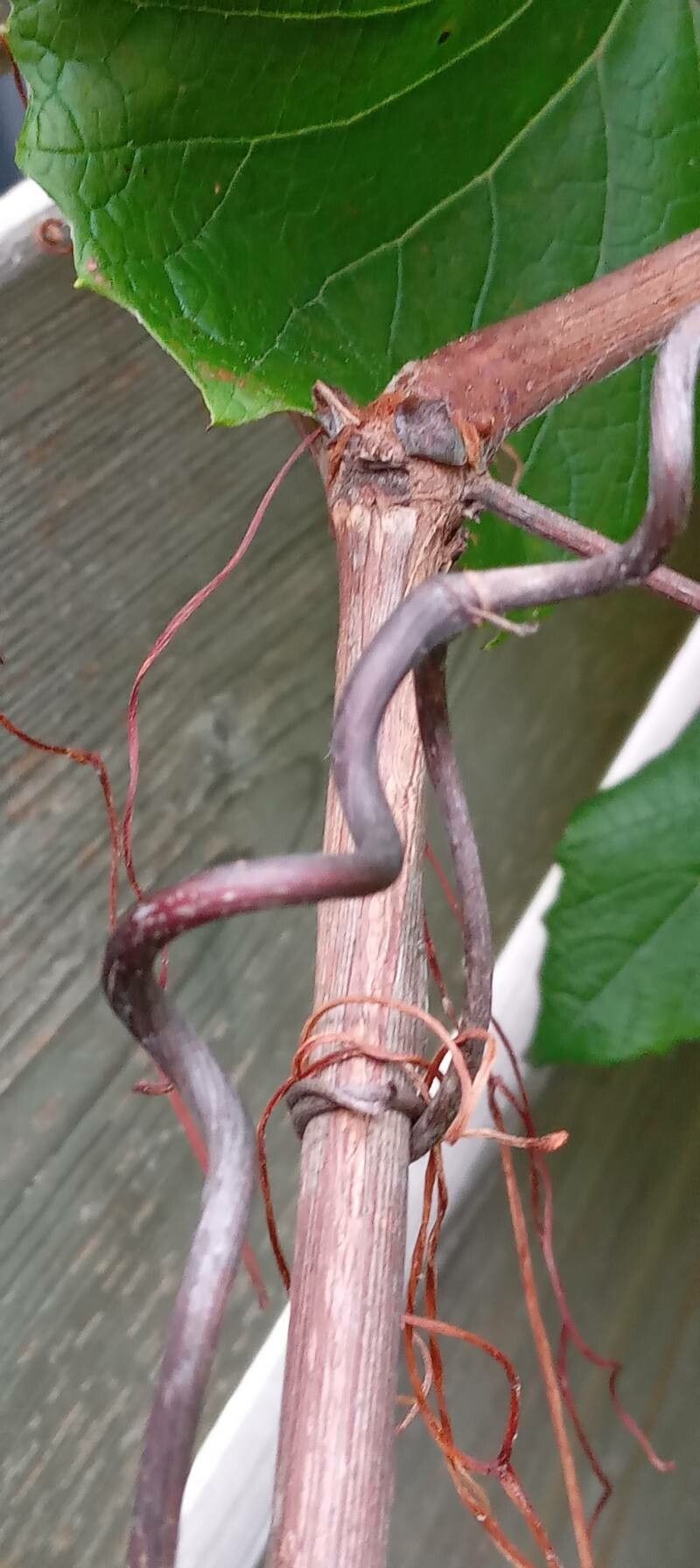 Vitis coignetiae bark