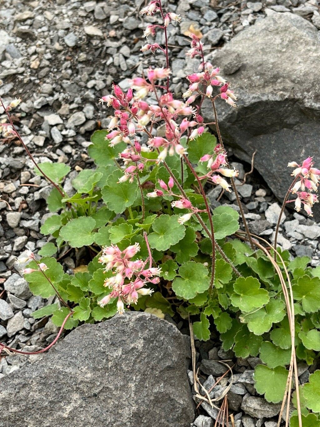 Heuchera parishii habit