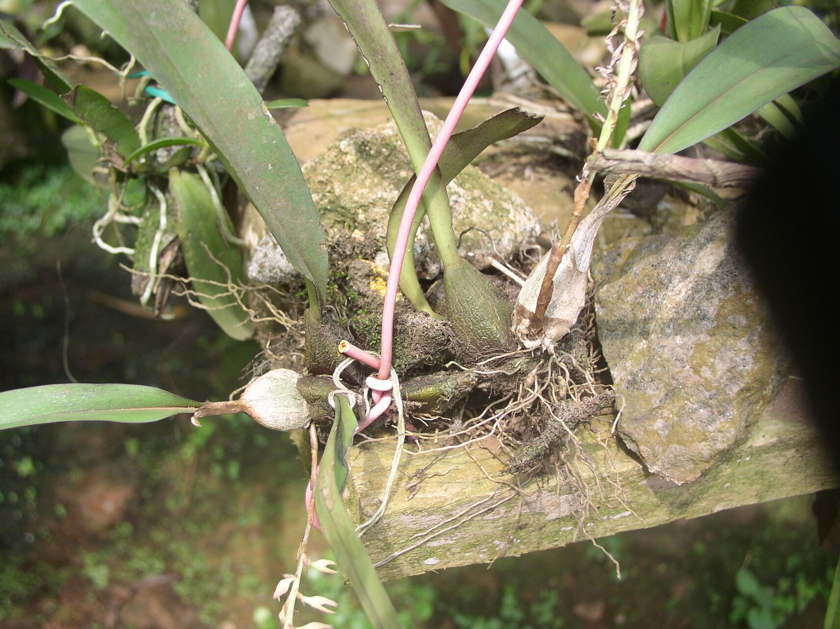 Bulbophyllum nigritianum habit