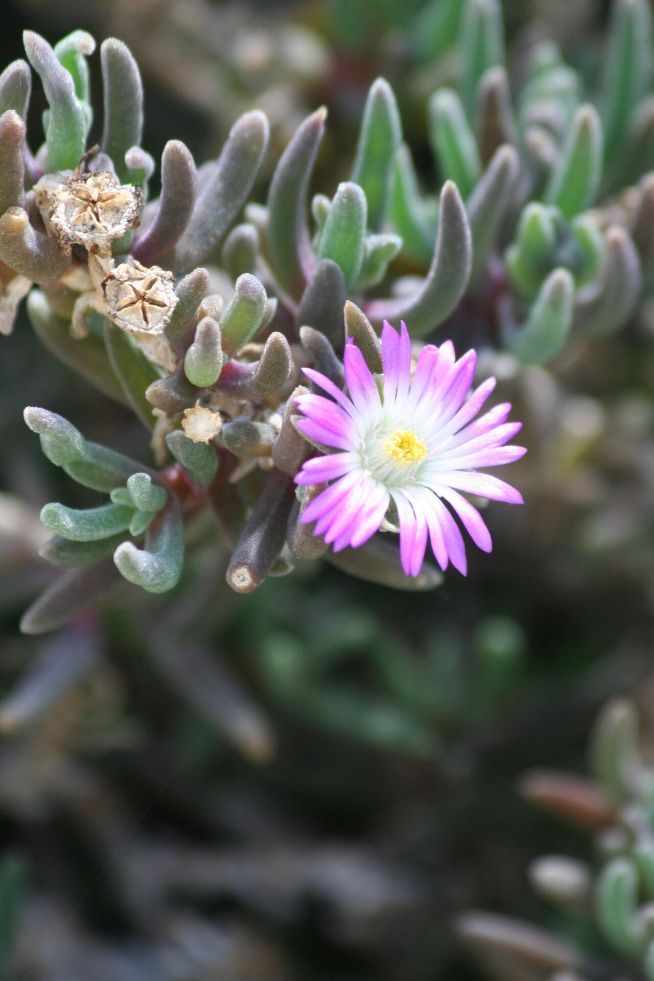 Mestoklema tuberosum flower