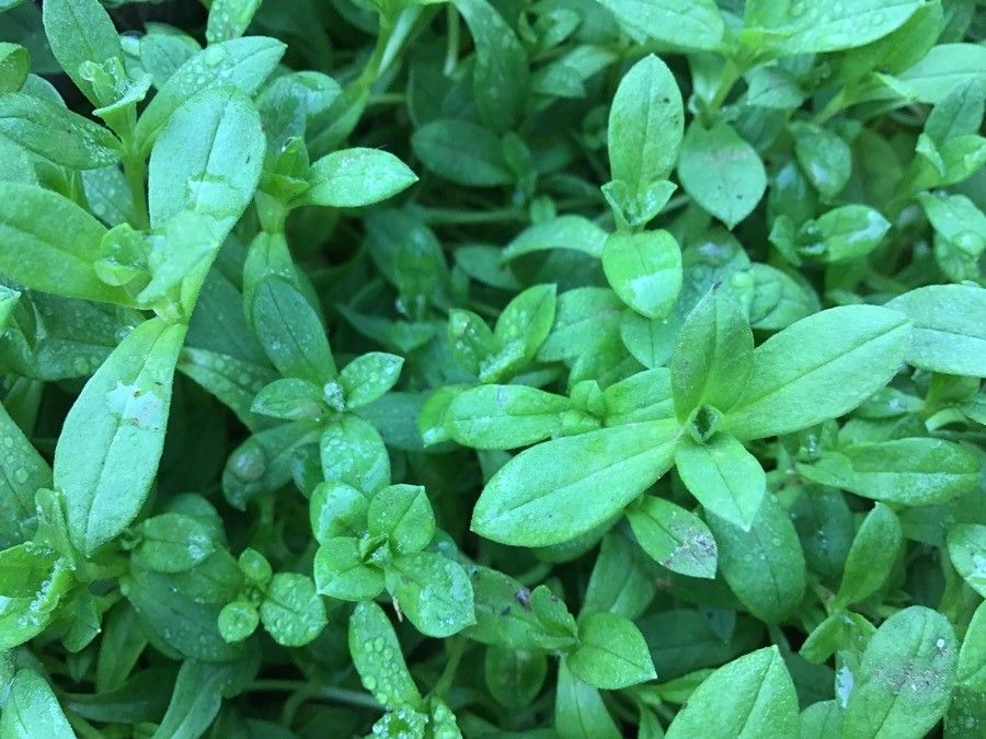 Cerastium gibraltaricum leaf