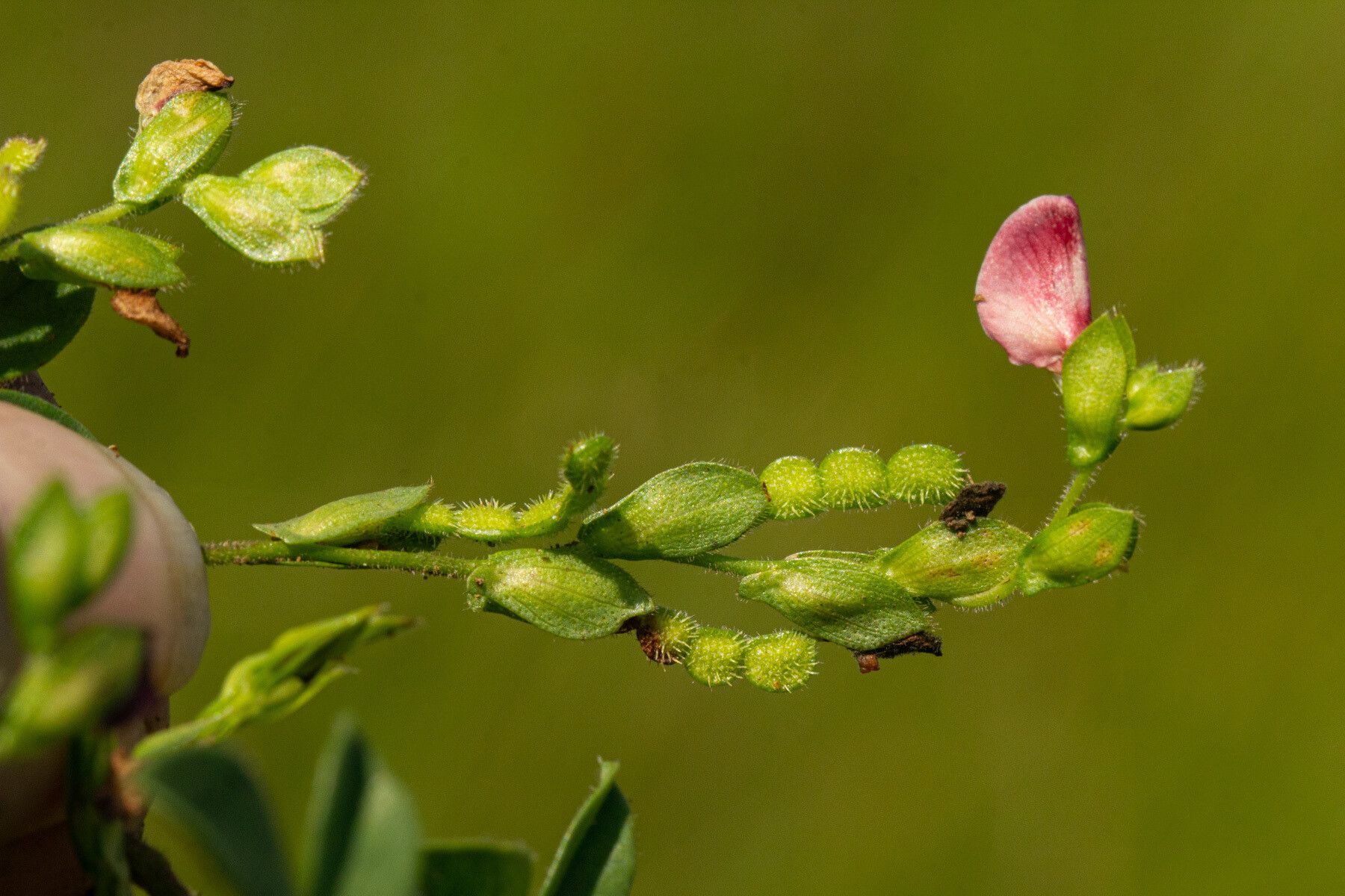 Zornia setosa flower