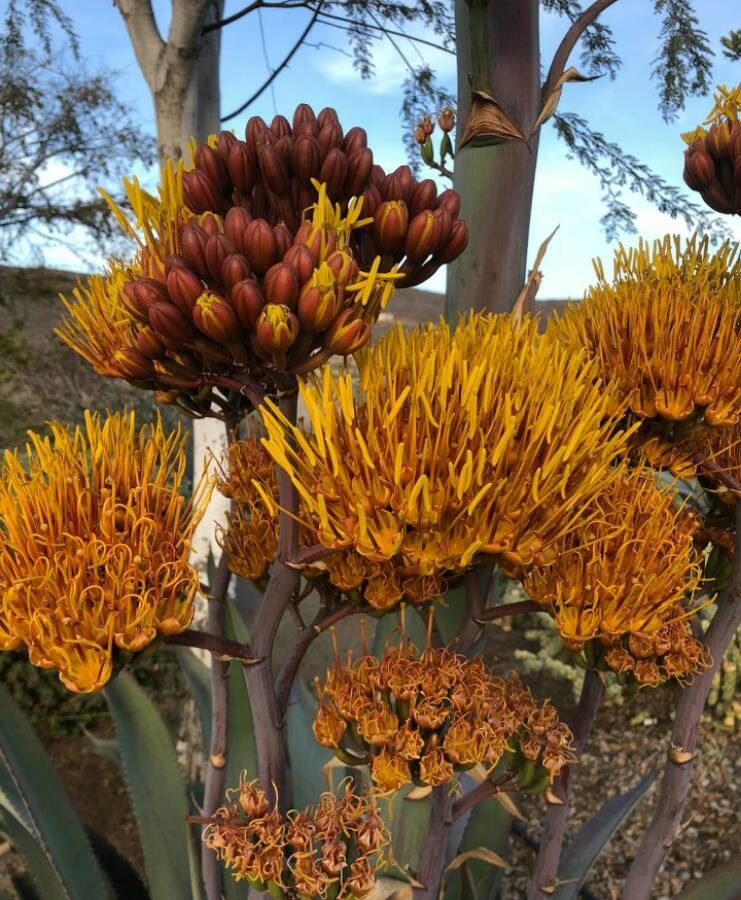 Agave parryi flower