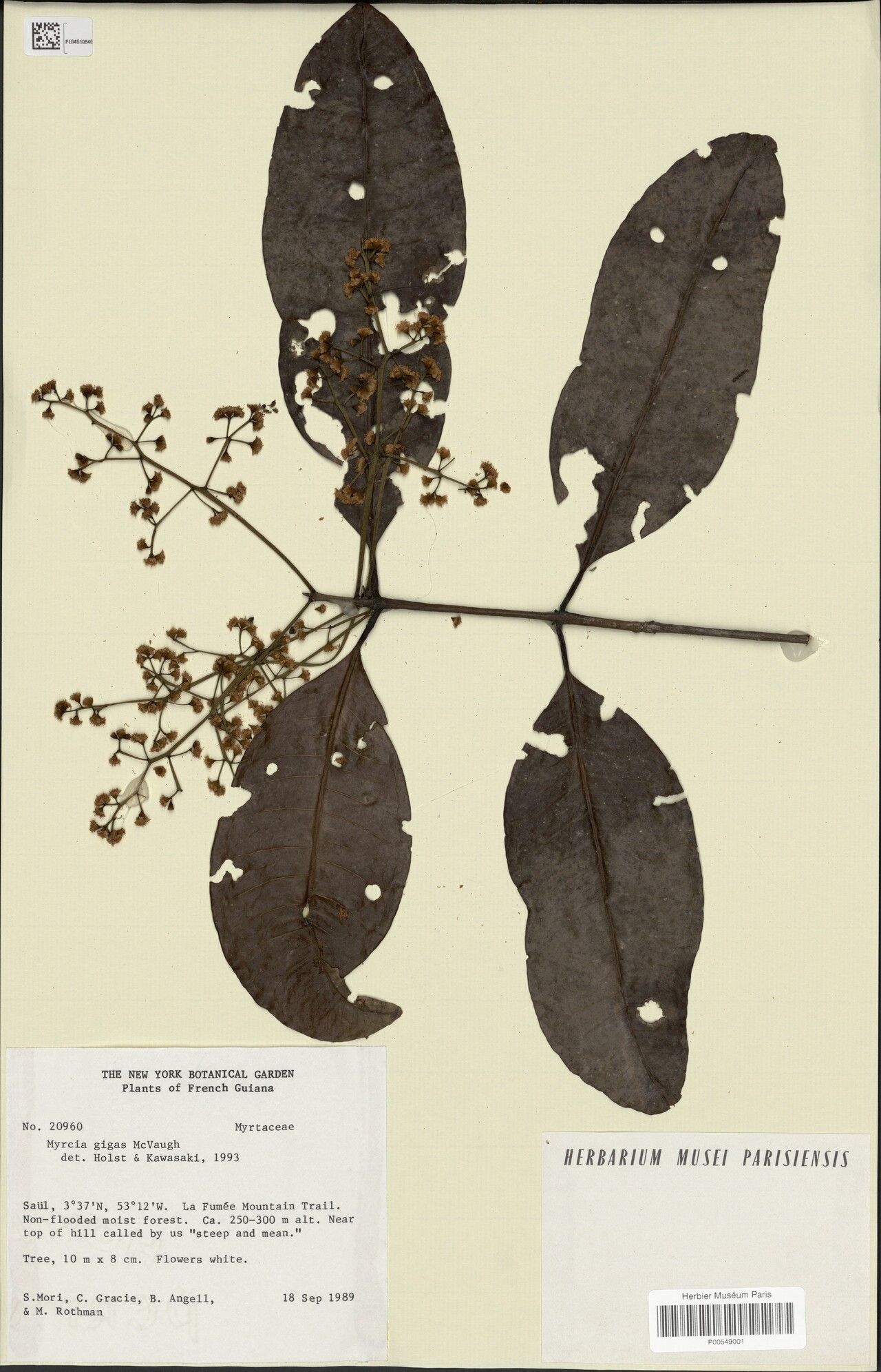 Myrcia gigas — houseplant care guide