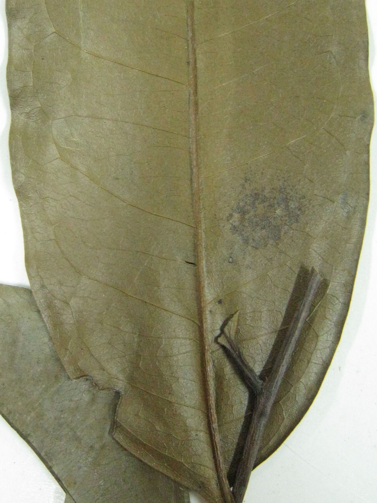 Diospyros tetrandra other