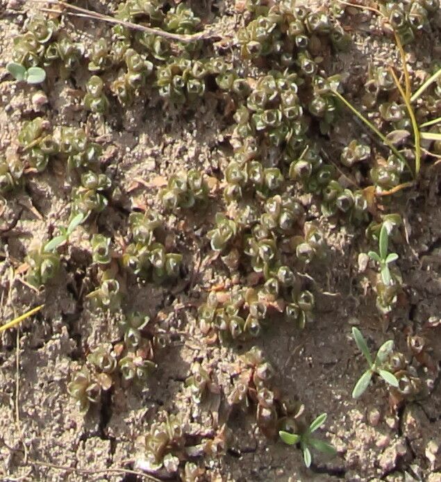 Elatine brochonii flower