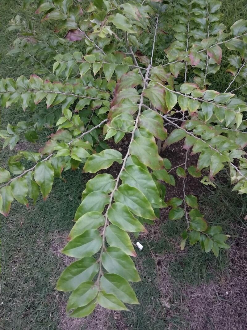 Dovyalis hebecarpa leaf