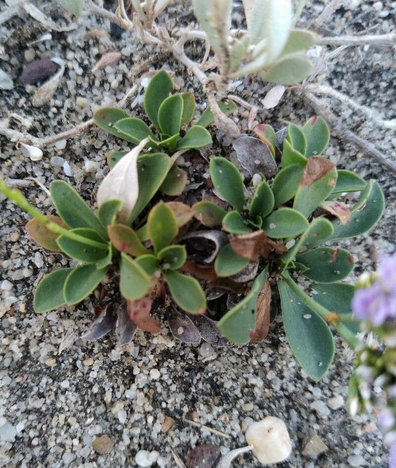 Limonium dodartii — houseplant care guide