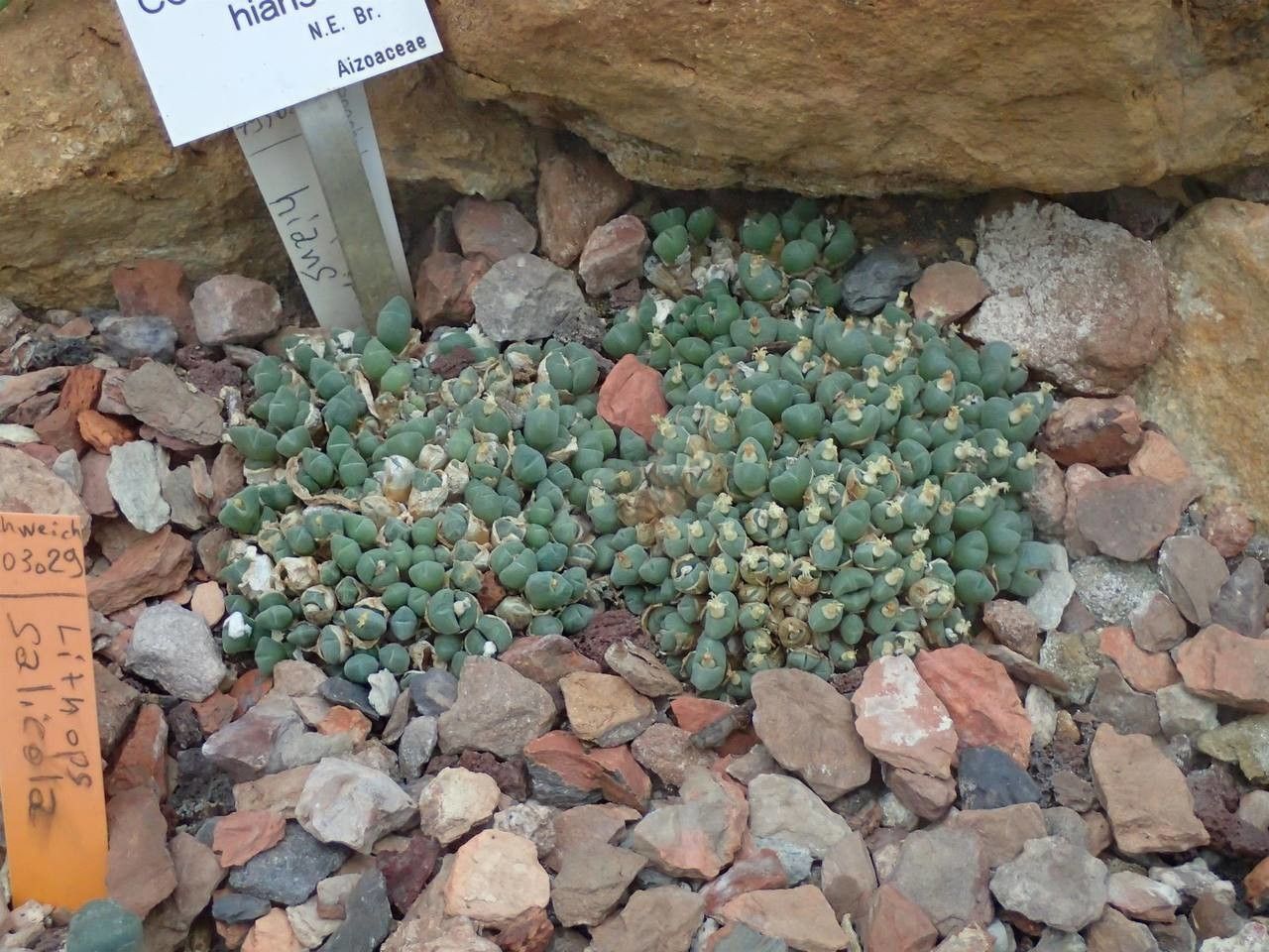 Conophytum hians habit