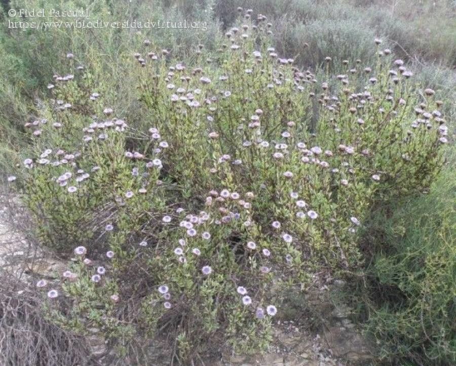 Stevia viscida flower