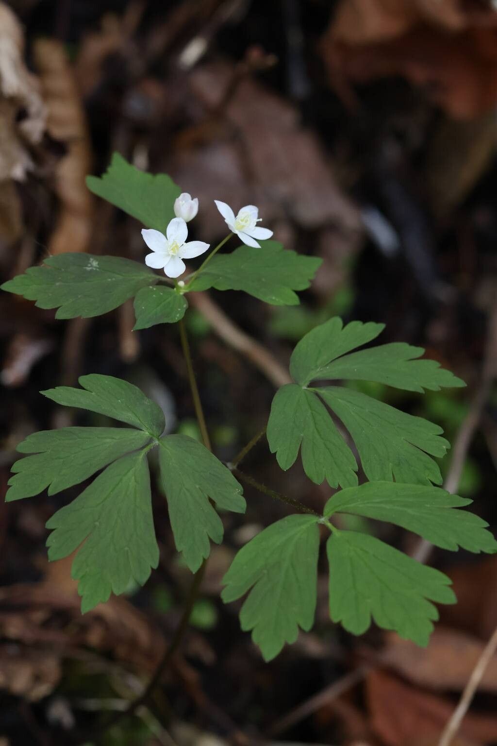 Enemion raddeanum flower