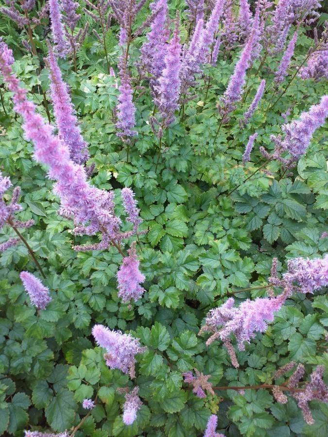 Deparia conilii habit