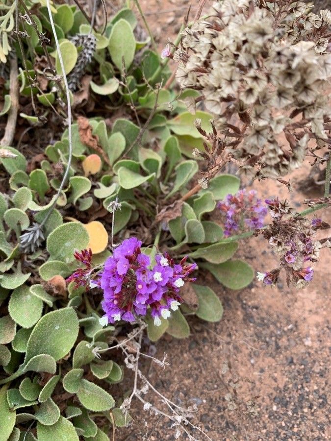 Limonium puberulum flower