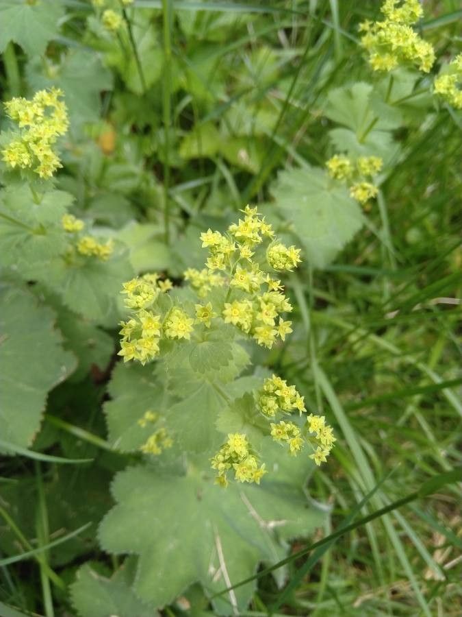 Alchemilla acutiloba flower