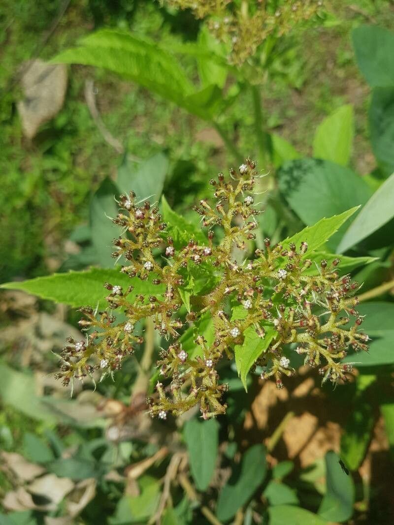 Cyphostemma crotalarioides flower
