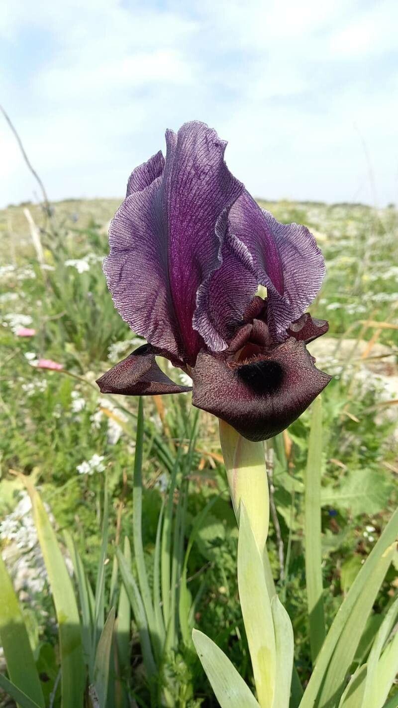 Iris haynei — houseplant care guide