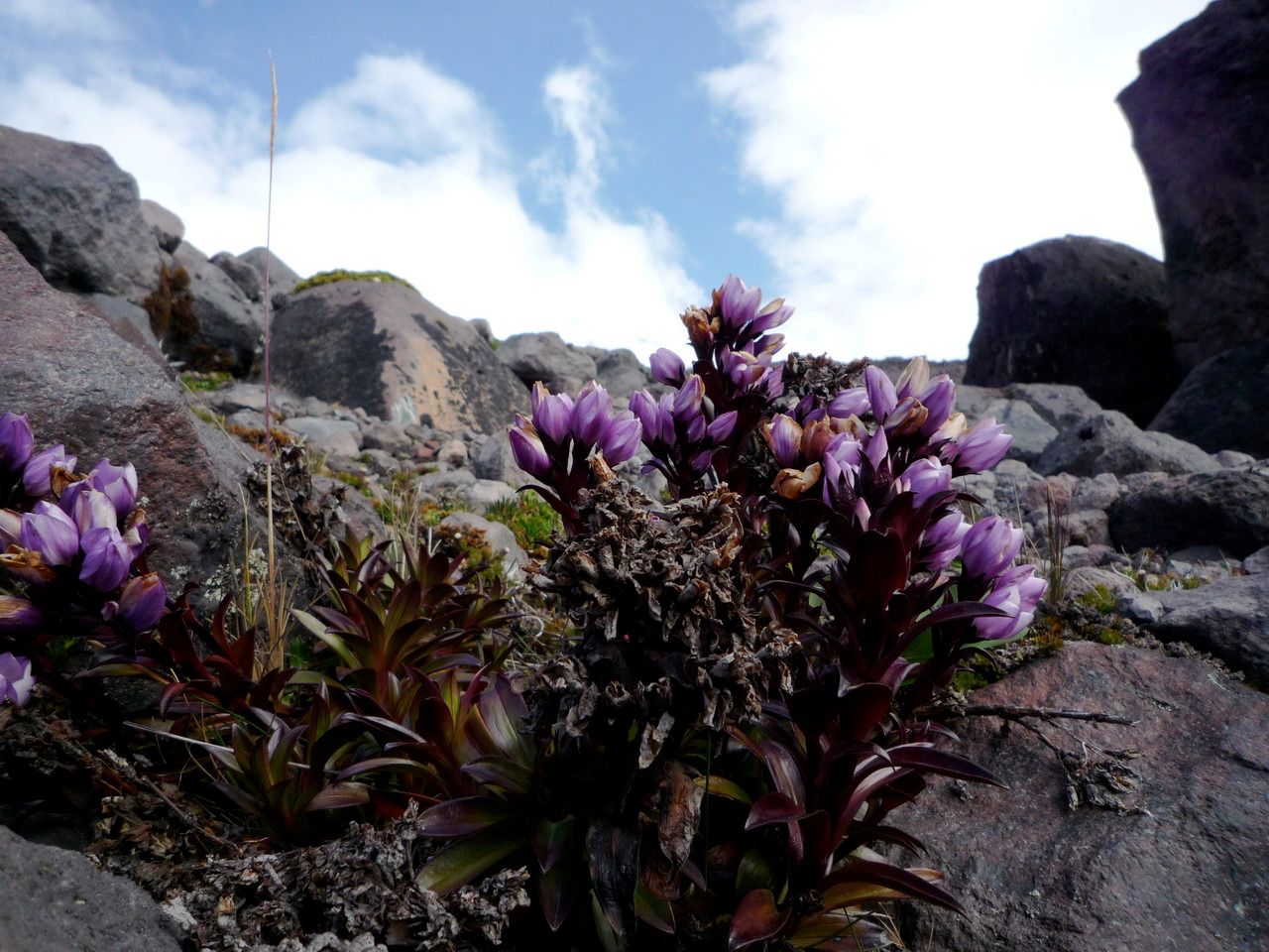 Gentianella foliosa flower