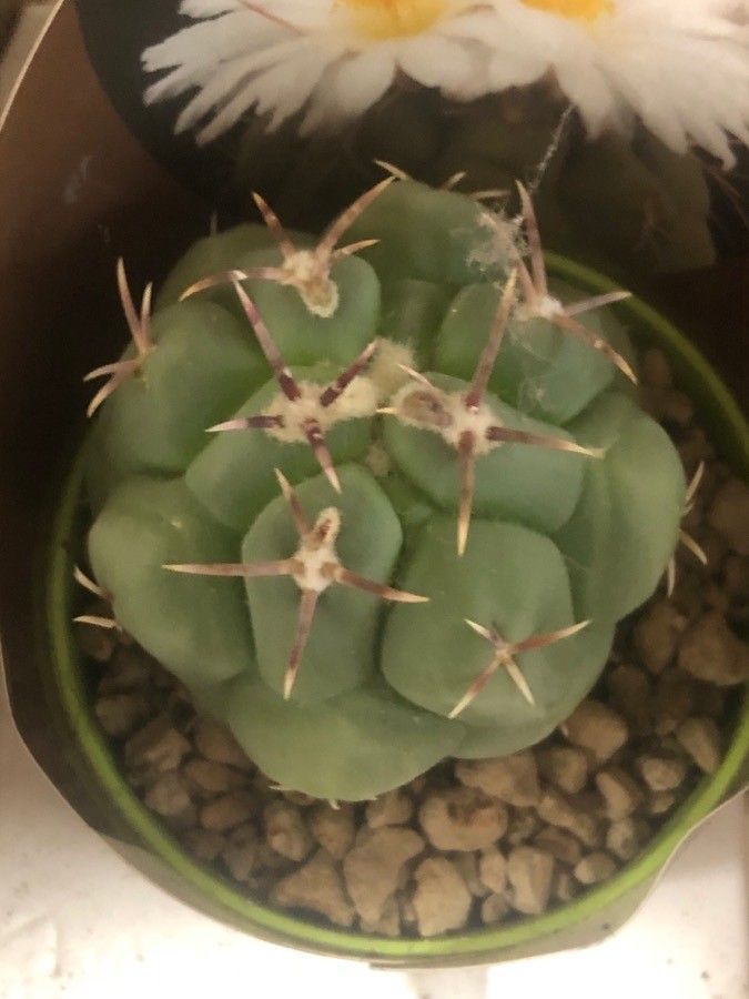 Thelocactus hexaedrophorus — related species from the same genus