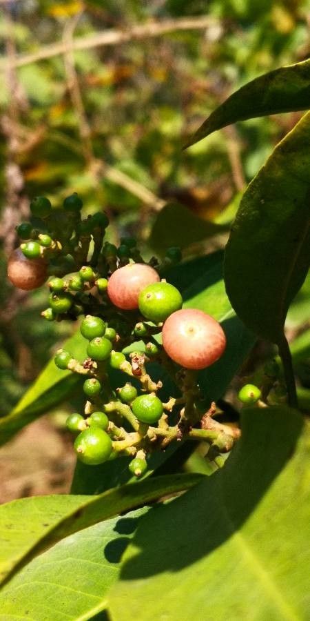 Glycosmis parviflora fruit
