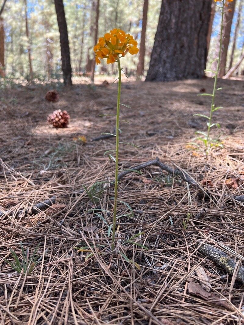 Erysimum asperum habit