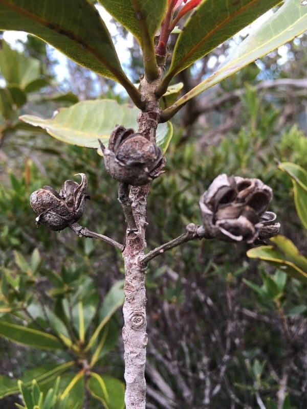 Xanthostemon multiflorus fruit