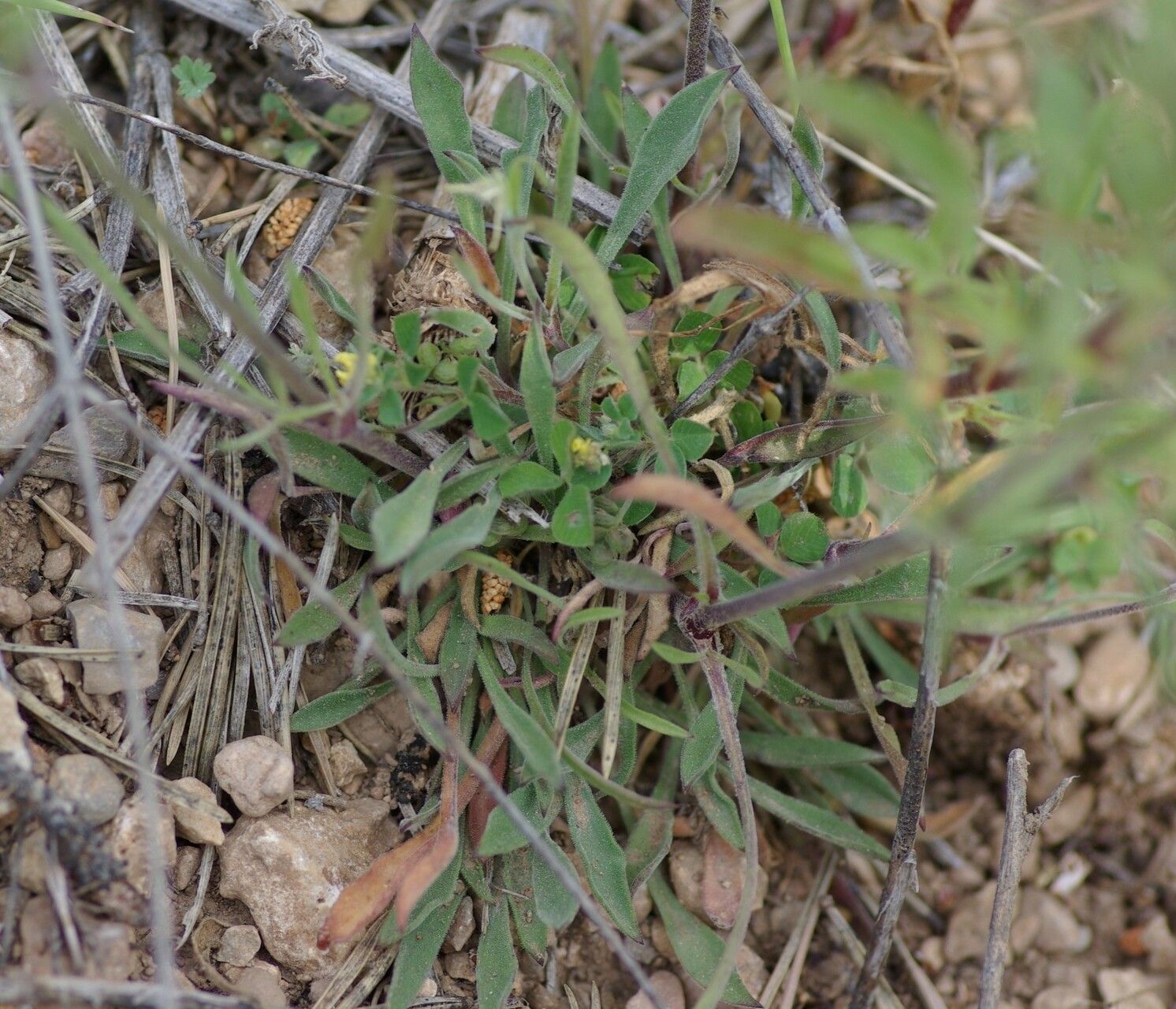 Silene mellifera — houseplant care guide