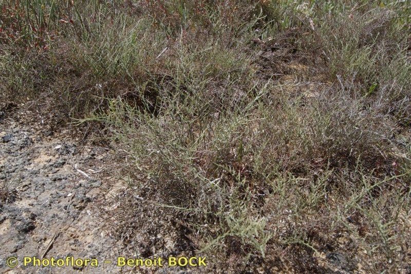 Limonium divaricatum — houseplant care guide