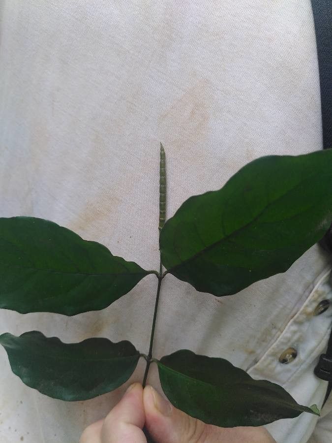 Gnetum africanum — related species from the same genus