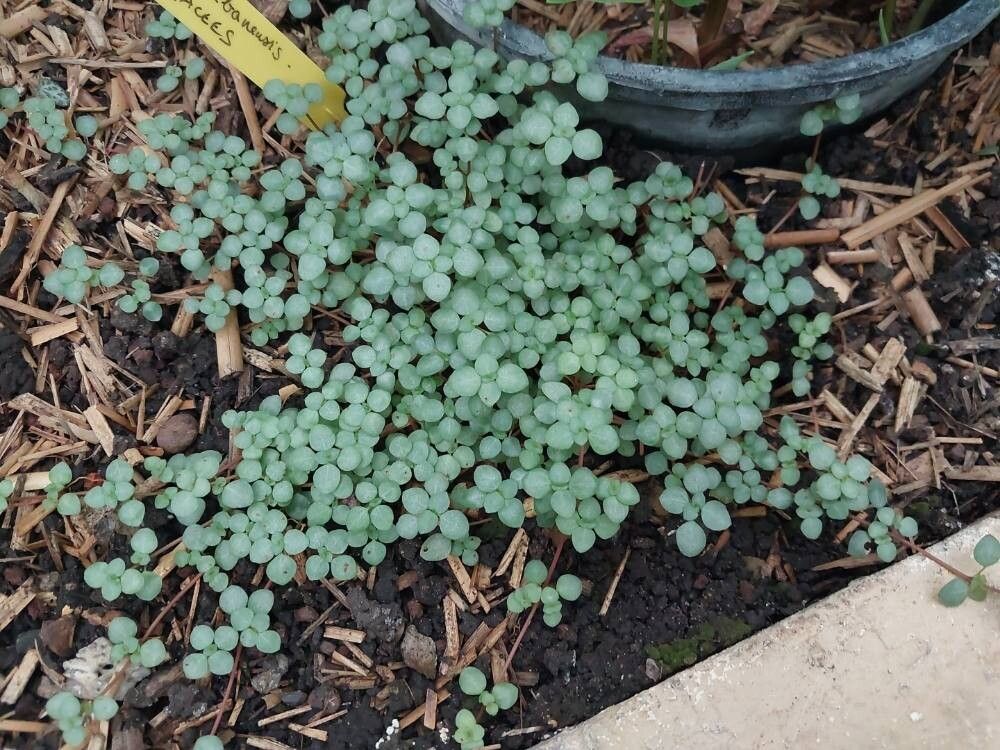 Pilea libanensis habit