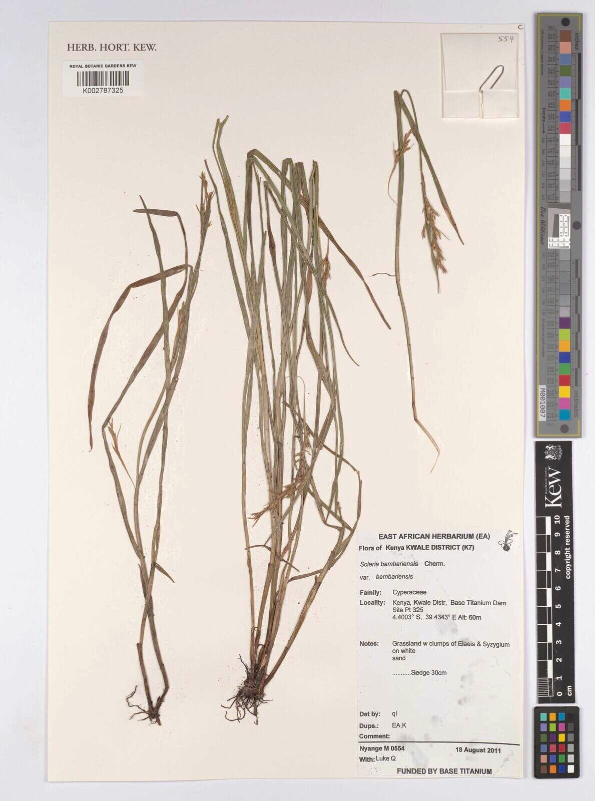 Scleria bambariensis — houseplant care guide