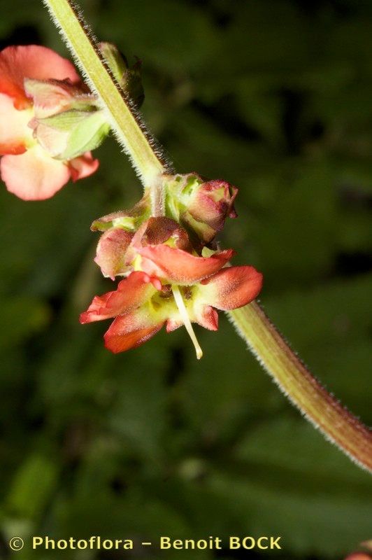 Scrophularia calliantha flower
